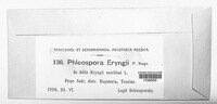 Phloeospora eryngii image